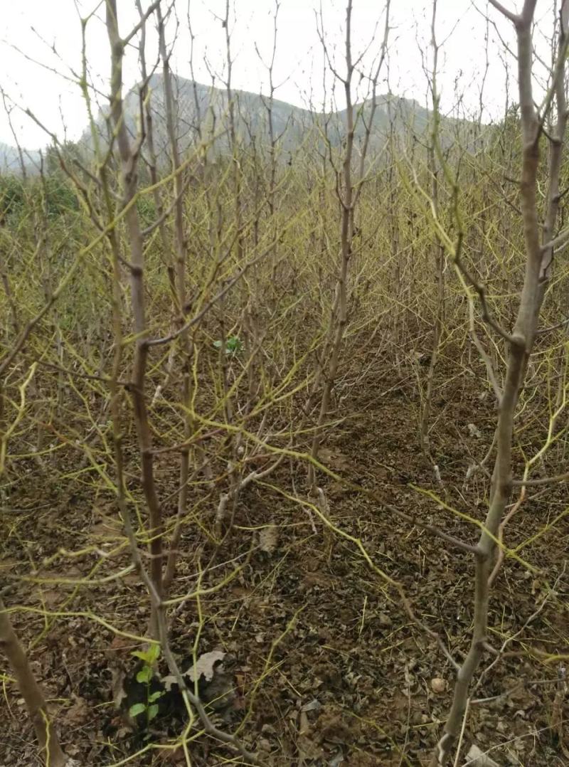基地直销包品种精品适合南北种植的果树枣树苗
