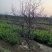 基地直销包品种精品适合南北种植的果树枣树苗