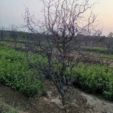 基地直销精品适合南北种植绿化应用龙须枣树