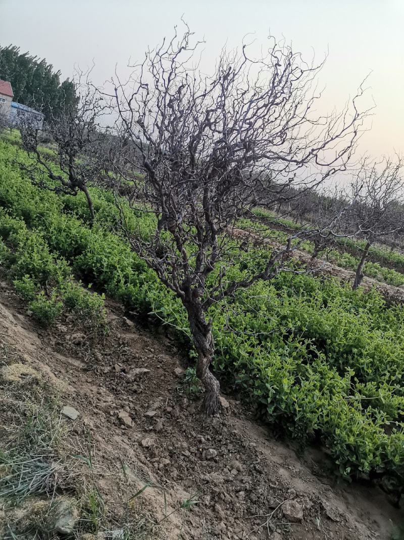 基地直销精品适合南北种植绿化应用龙须枣树