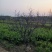 基地直销精品适合南北种植绿化应用龙须枣树