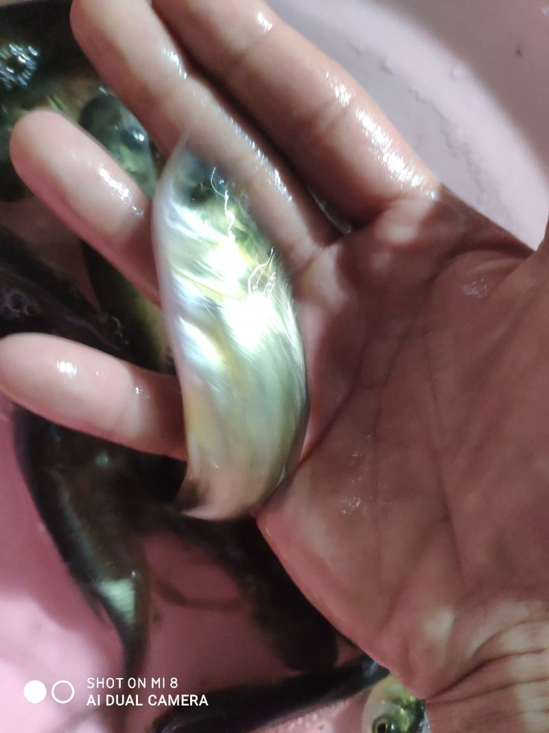 大头，白连鱼！！！！！