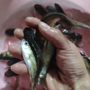 大头，白连鱼！！！！！