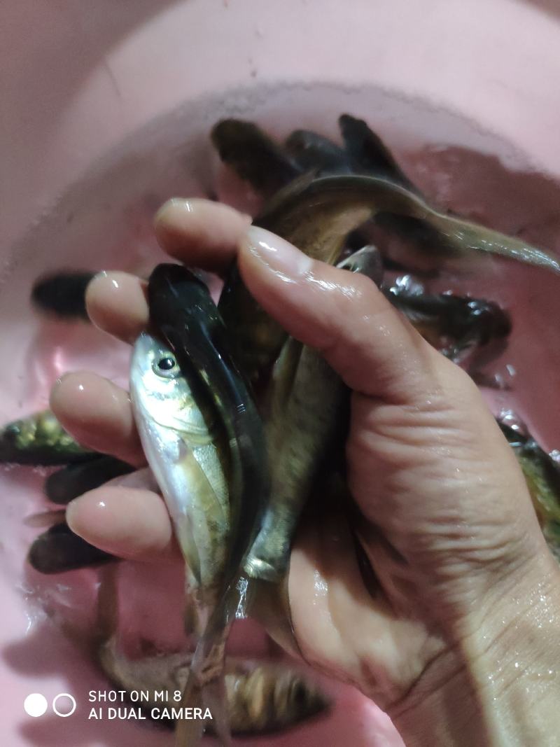 大头，白连鱼！！！！！