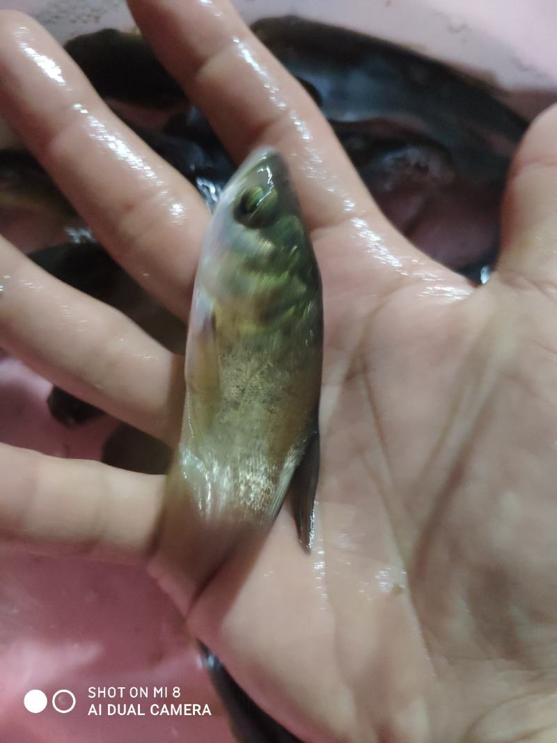 大头，白连鱼！！！！！