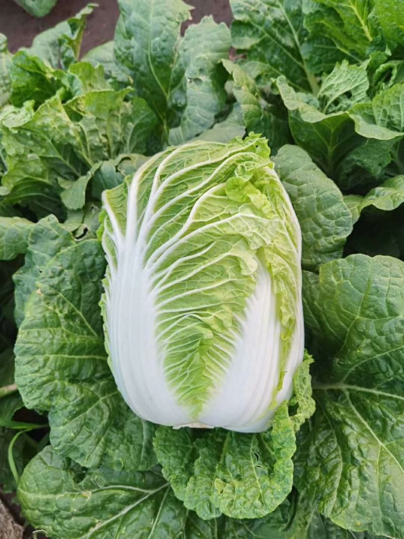白菜：优质白菜，黄包心，杠菜，高桩欢迎来电
