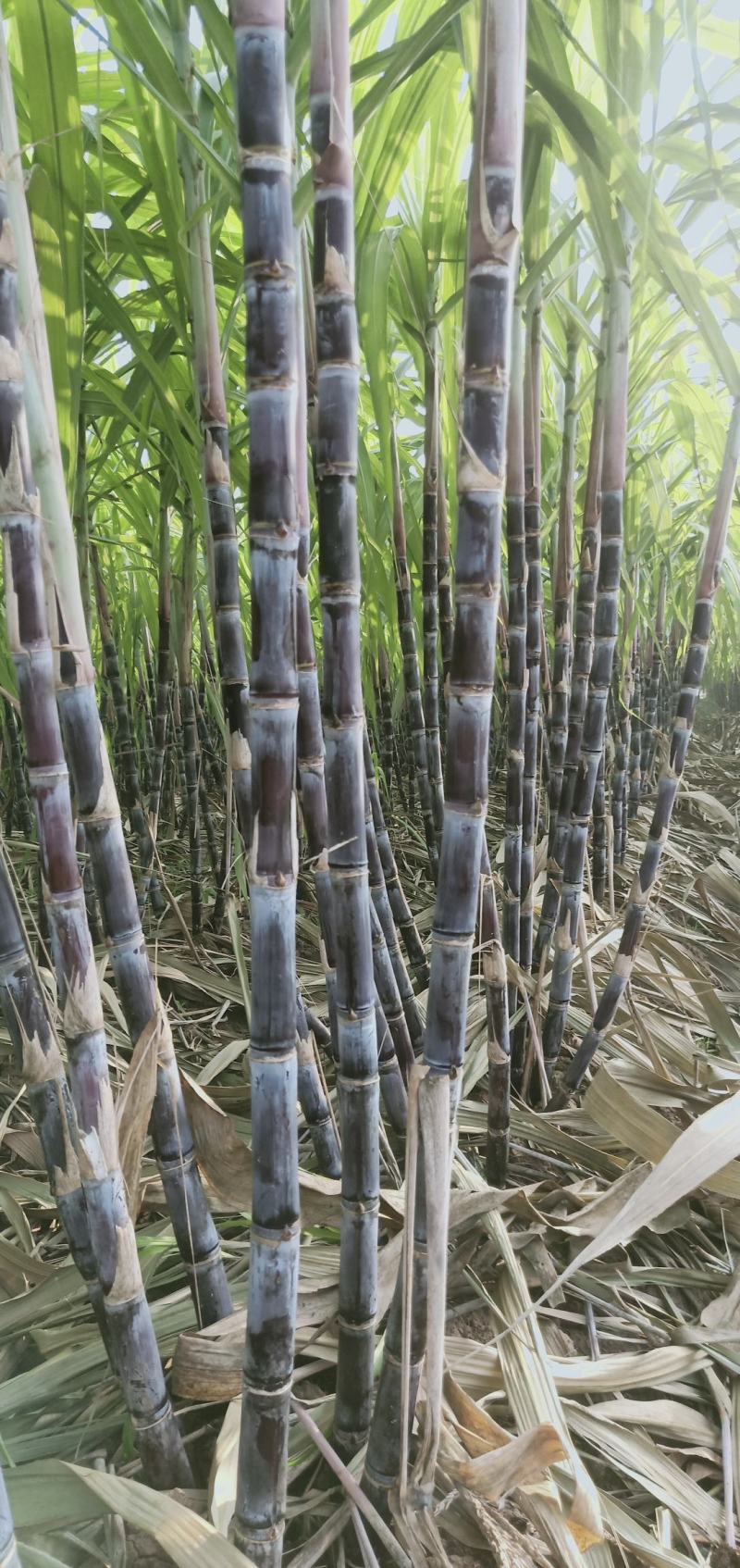 甘蔗自家种植，又脆又甜，汁水多！欢迎订购，欢迎来品尝！