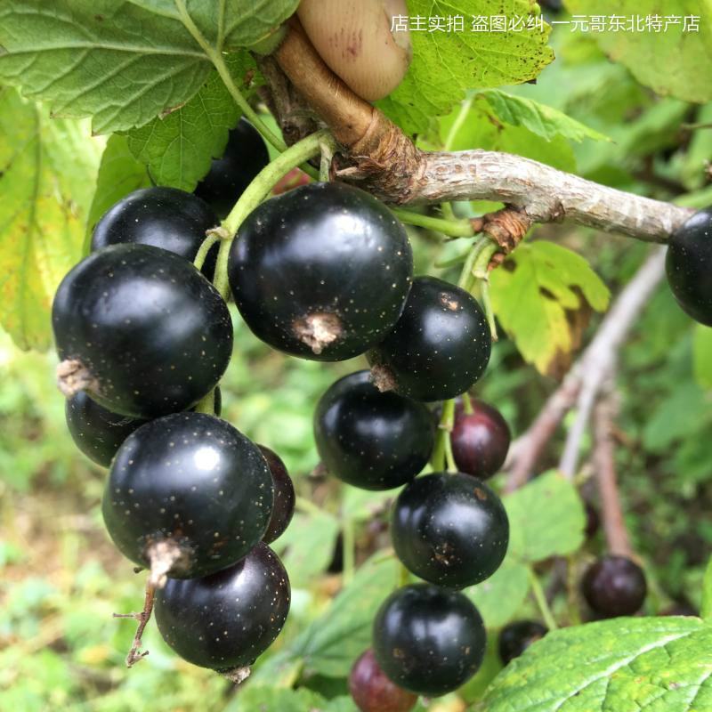 黑加仑苗树葡萄苗南北种植基地直发免费技术