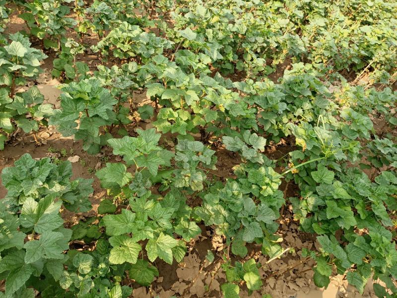 黑加仑苗树葡萄苗南北种植基地直发免费技术