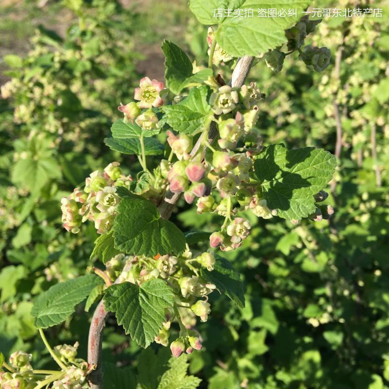 黑加仑苗树葡萄苗南北种植基地直发免费技术