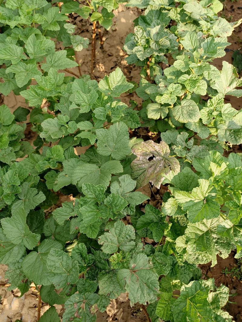 黑加仑苗树葡萄苗南北种植基地直发免费技术