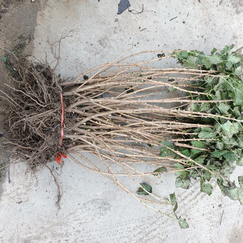 黑加仑苗树葡萄苗南北种植基地直发免费技术
