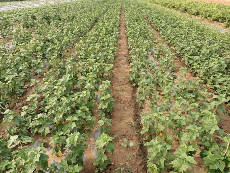 黑加仑苗树葡萄苗南北种植基地直发免费技术