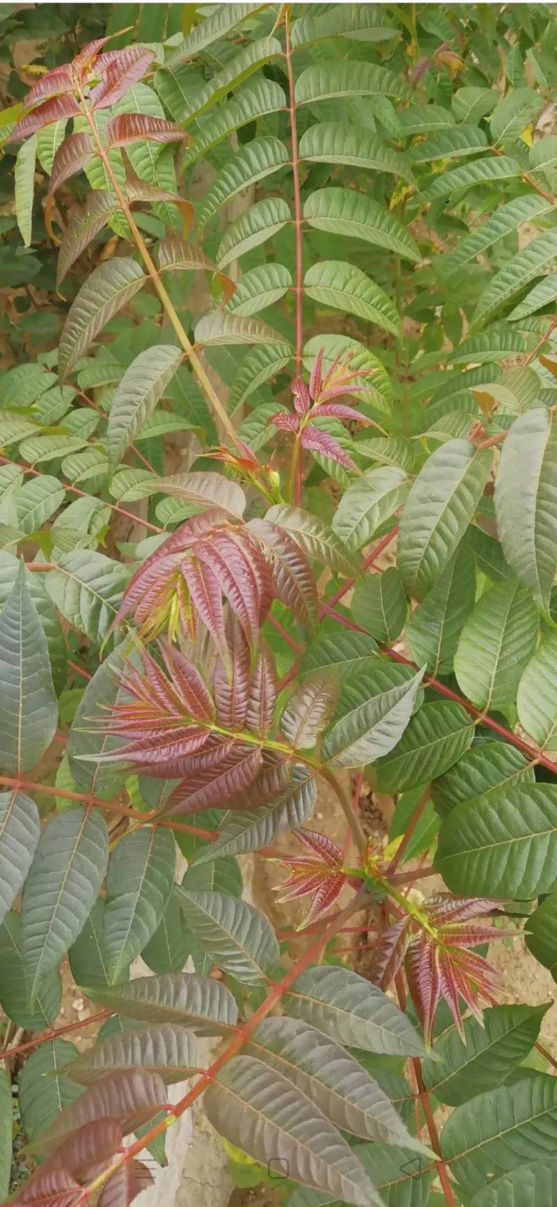 香椿苗(红油香椿苗)一手货源做大棚可指导，二至十公分的苗