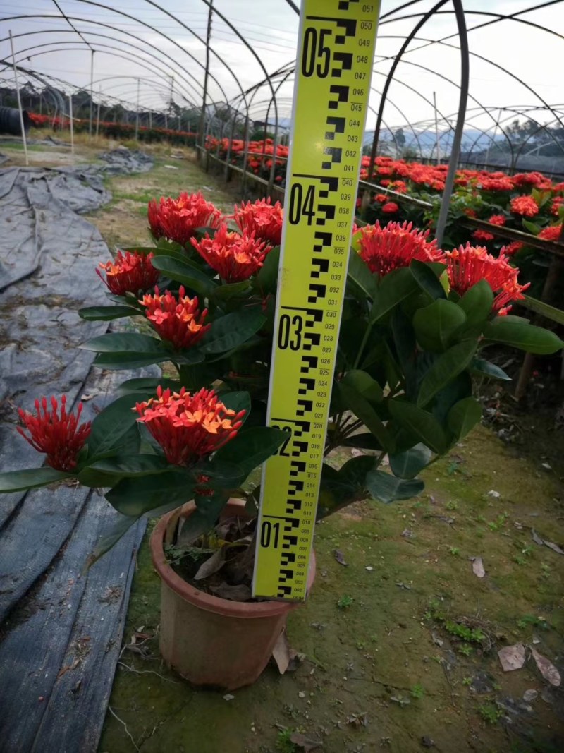 龙船花，规格齐全，量大从优欢迎来电咨询来电