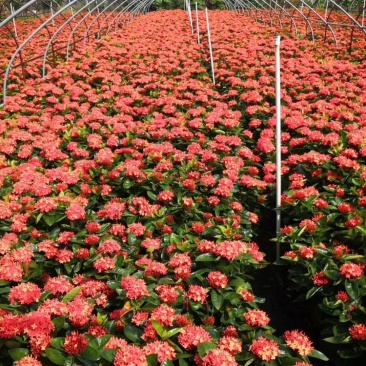龙船花，规格齐全，量大从优欢迎来电咨询来电