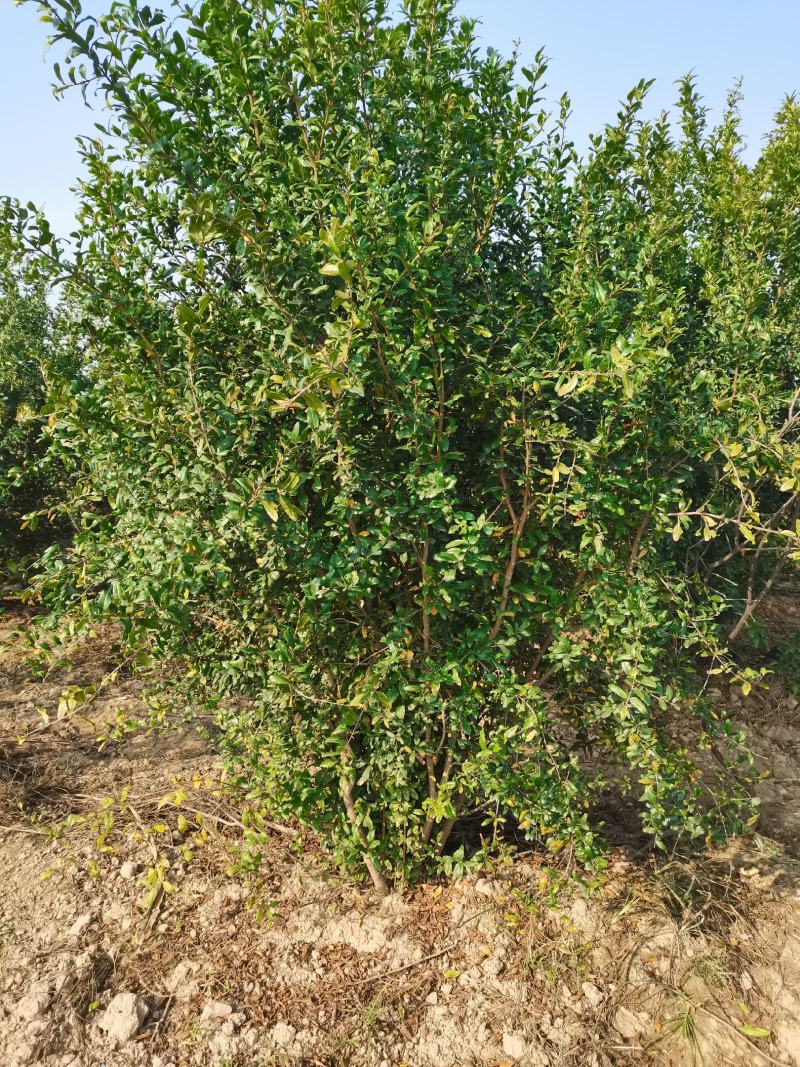 丛生花石榴，冠幅1.2-1.5米，2米，2.5米大量有货