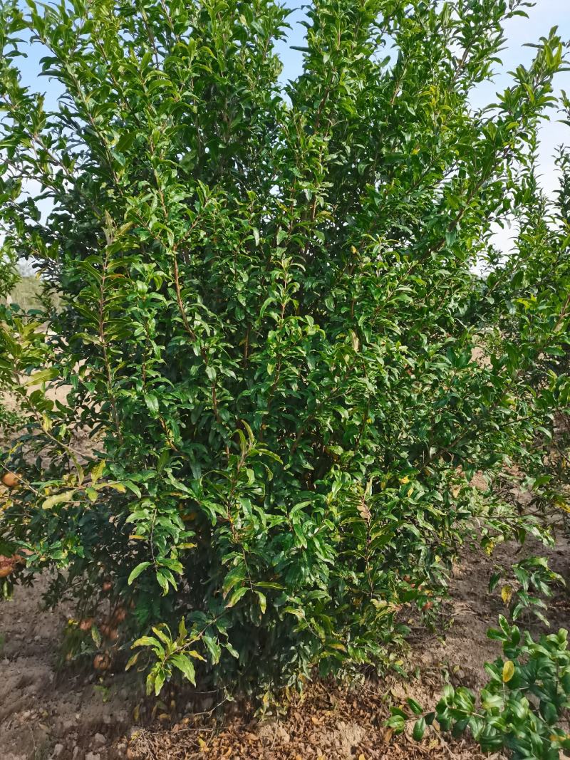 丛生花石榴，冠幅1.2-1.5米，2米，2.5米大量有货