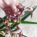 【精品】兰花浓香兰花苗墨兰花苗兰花苗墨兰花企黑兰花墨兰花