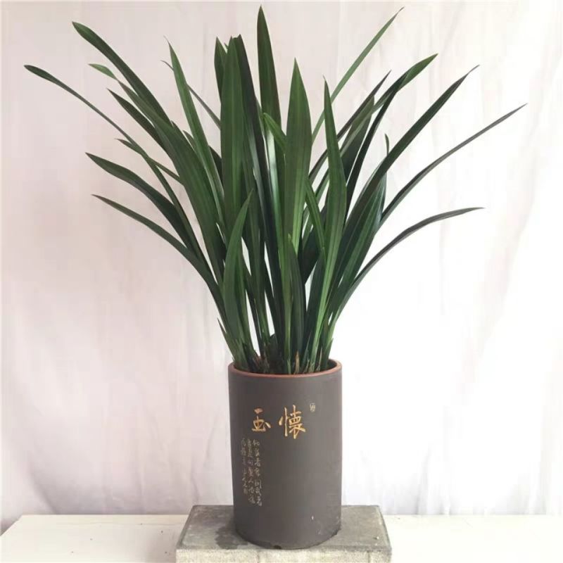 【精品】兰花浓香兰花苗墨兰花苗兰花苗墨兰花企黑兰花墨兰花