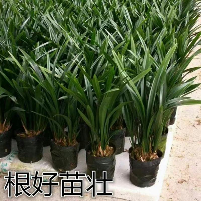 【精品】兰花浓香兰花苗墨兰花苗兰花苗墨兰花企黑兰花墨兰花