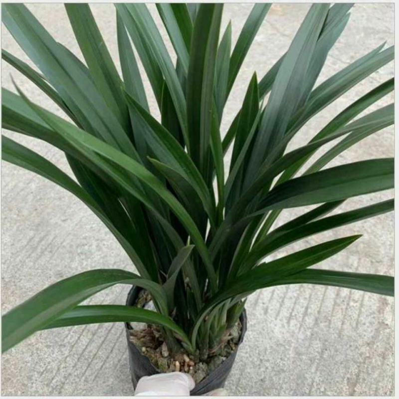 【精品】兰花浓香兰花苗墨兰花苗兰花苗墨兰花企黑兰花墨兰花