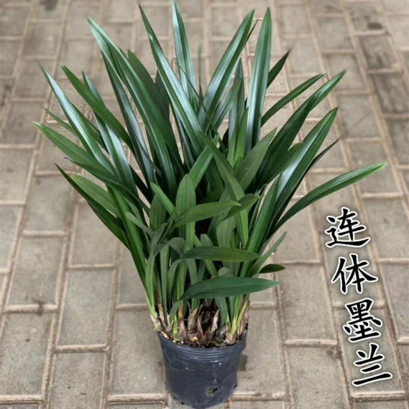 【精品】兰花浓香兰花苗墨兰花苗兰花苗墨兰花企黑兰花墨兰花