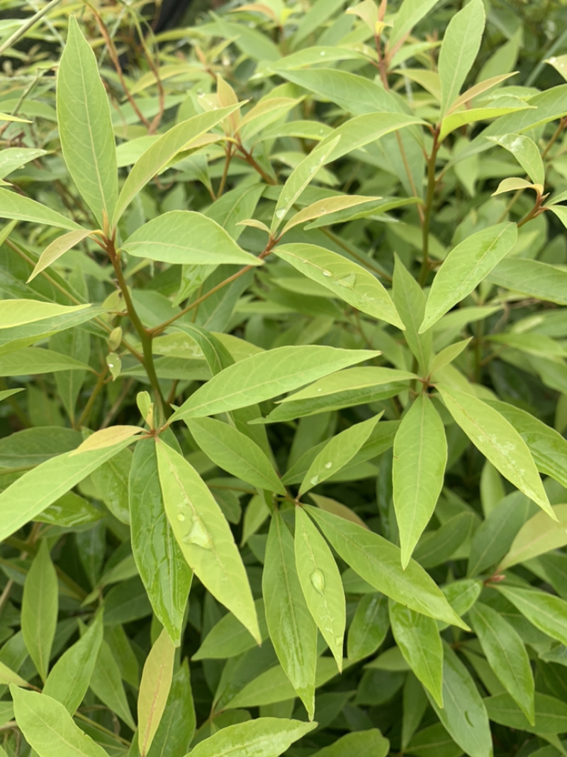 一手种植户，楠木苗品质优良