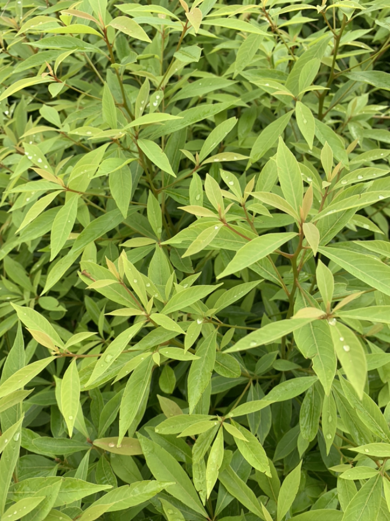一手种植户，楠木苗品质优良