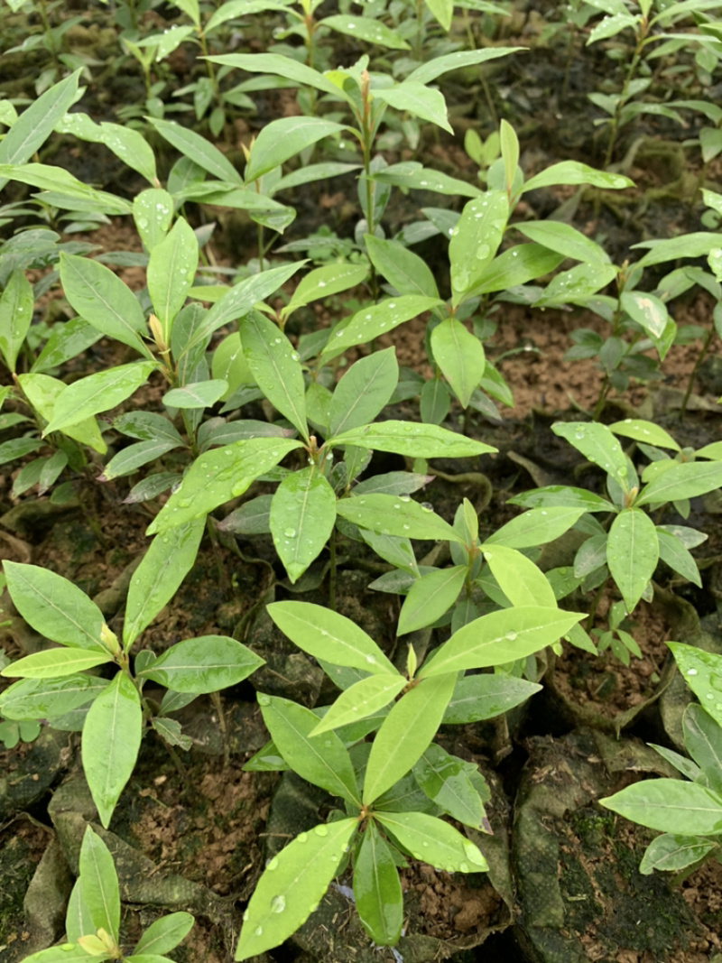 一手种植户，楠木苗品质优良