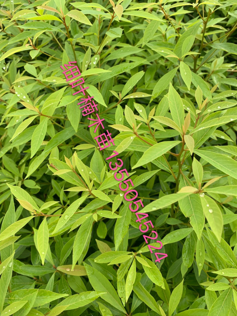 一手种植户，楠木苗品质优良