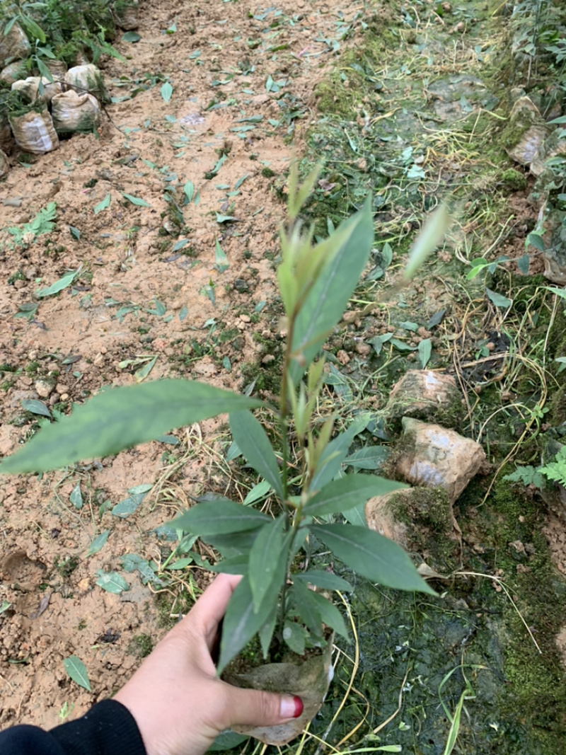 一手种植户，楠木苗品质优良