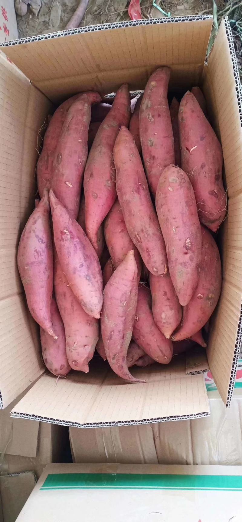 红薯西瓜红电商一件代发，市场超市一手货源