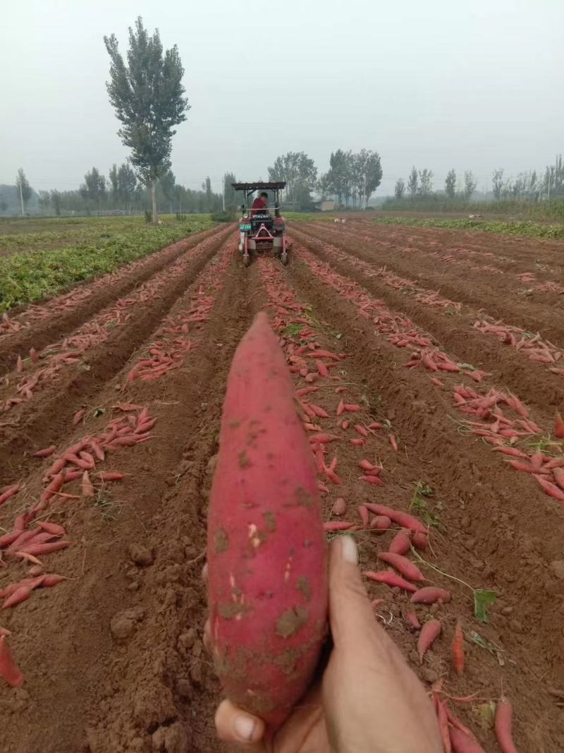 红薯西瓜红电商一件代发，市场超市一手货源