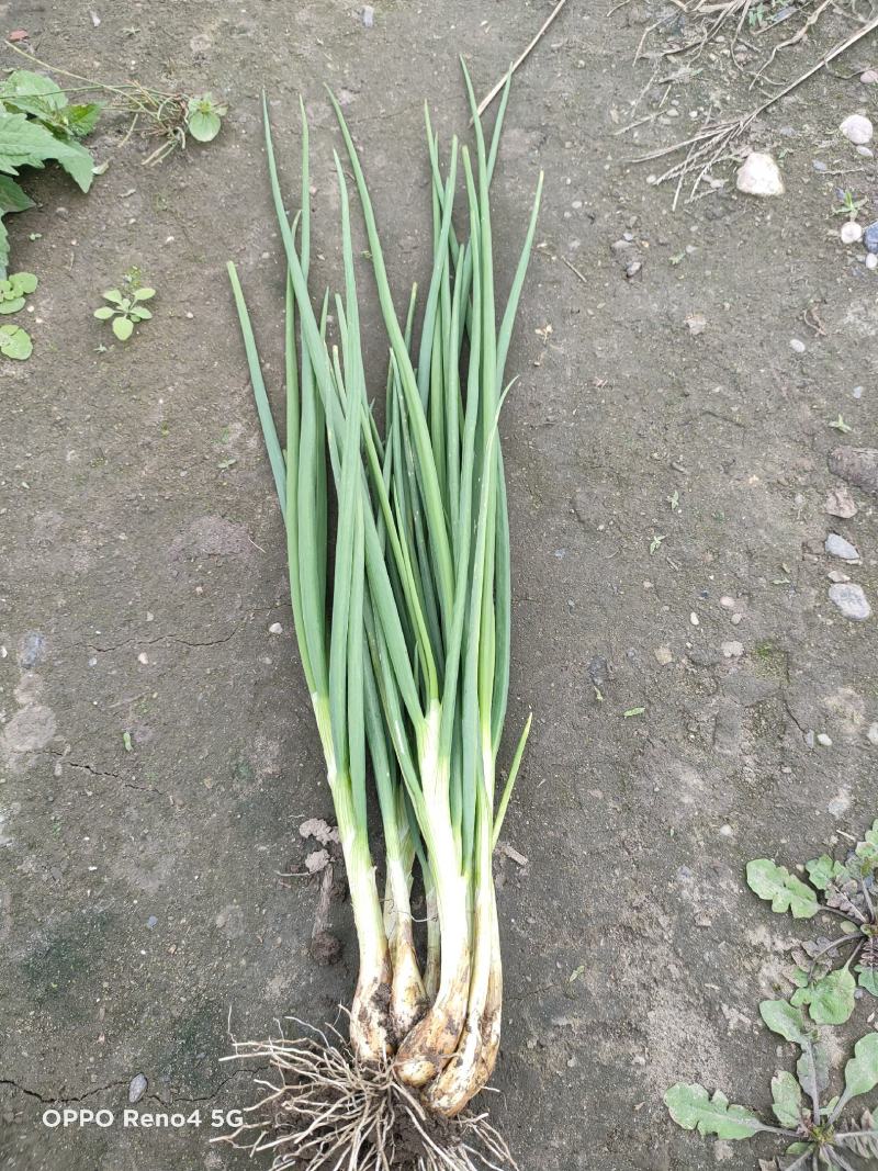 精品小香葱自己种植基地直销欢迎选购