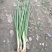精品小香葱自己种植基地直销欢迎选购