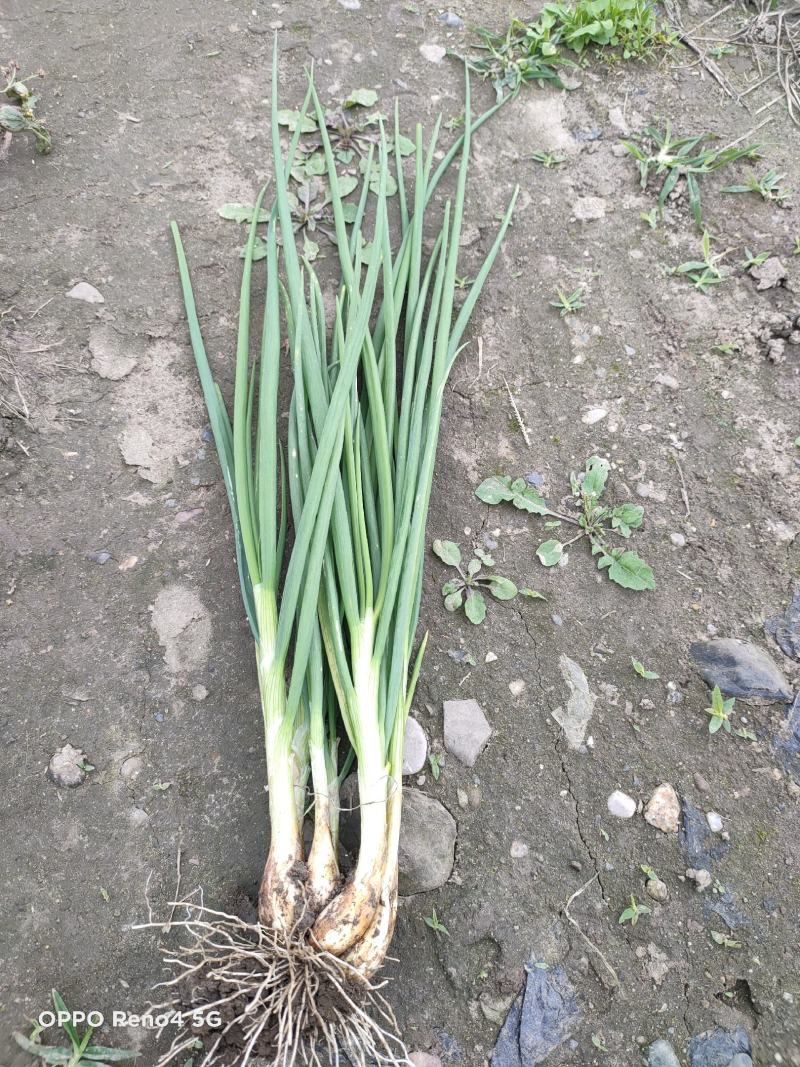 精品小香葱自己种植基地直销欢迎选购