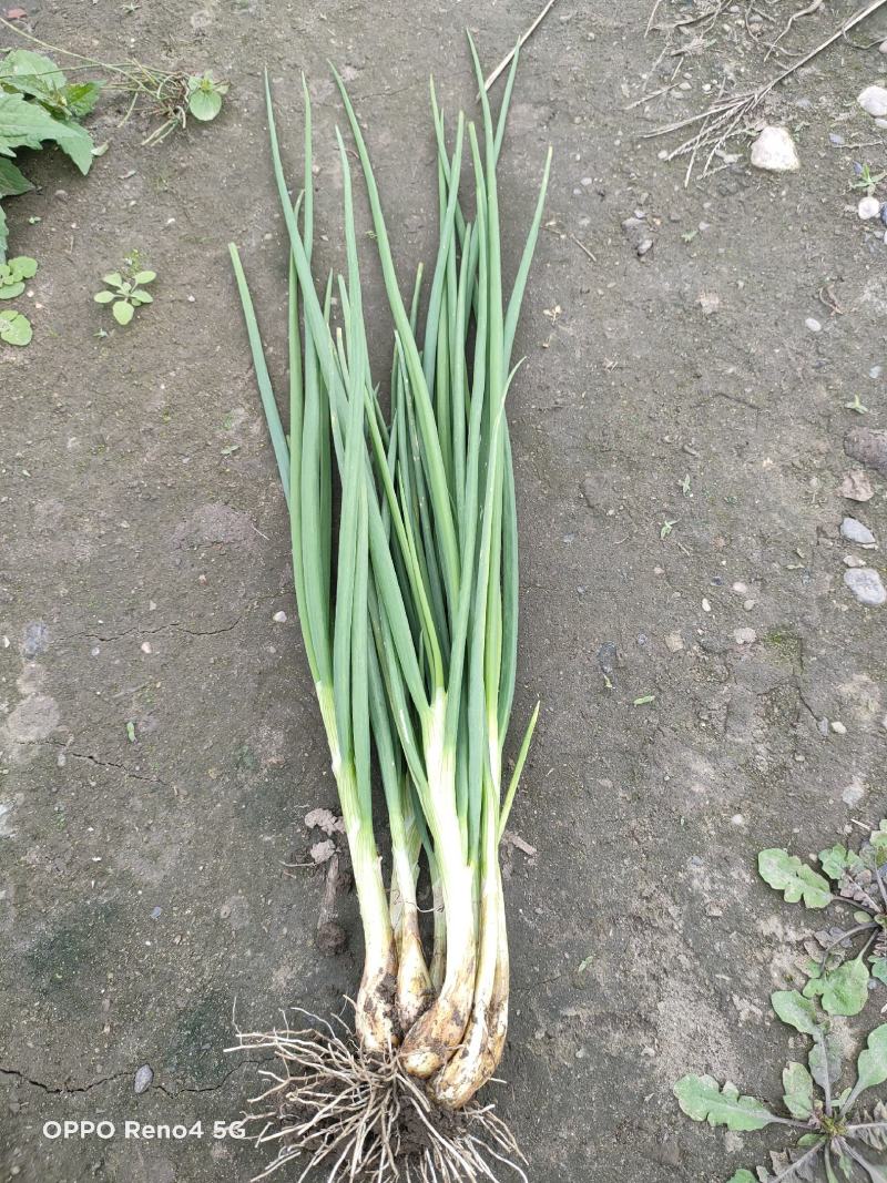 精品小香葱自己种植基地直销欢迎选购