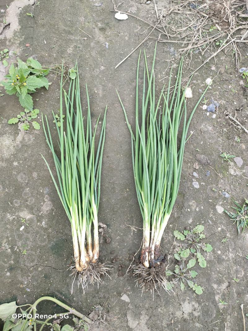 精品小香葱自己种植基地直销欢迎选购