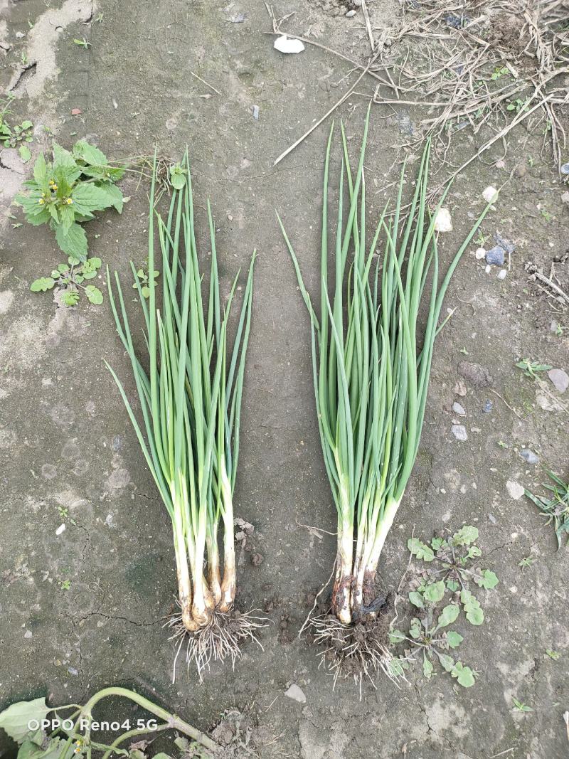 精品小香葱自己种植基地直销欢迎选购