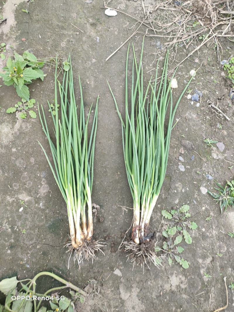 精品小香葱自己种植基地直销欢迎选购