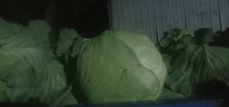 优级京丰一号甘篮大量上市