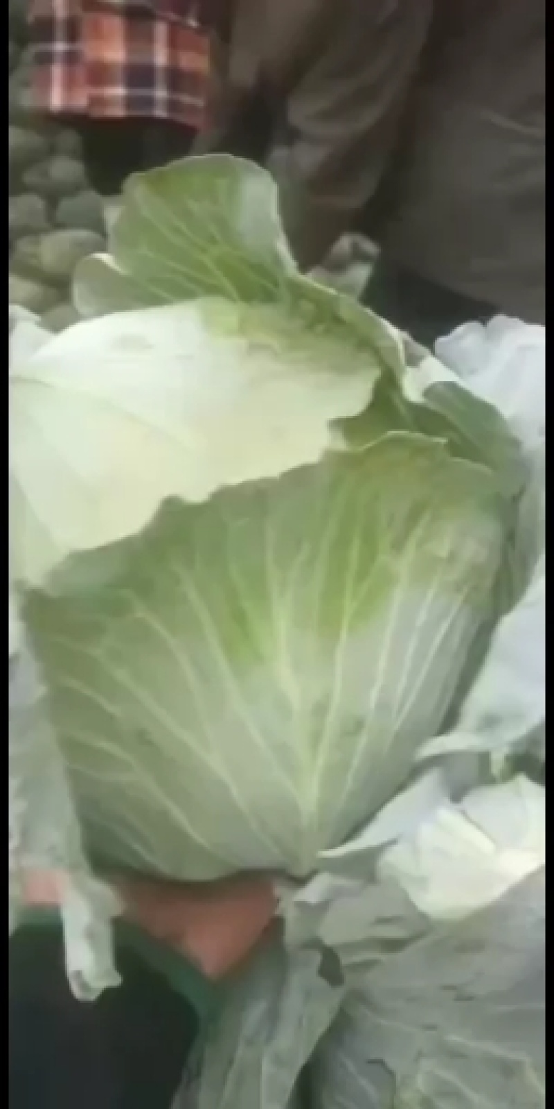 优级京丰一号甘篮大量上市