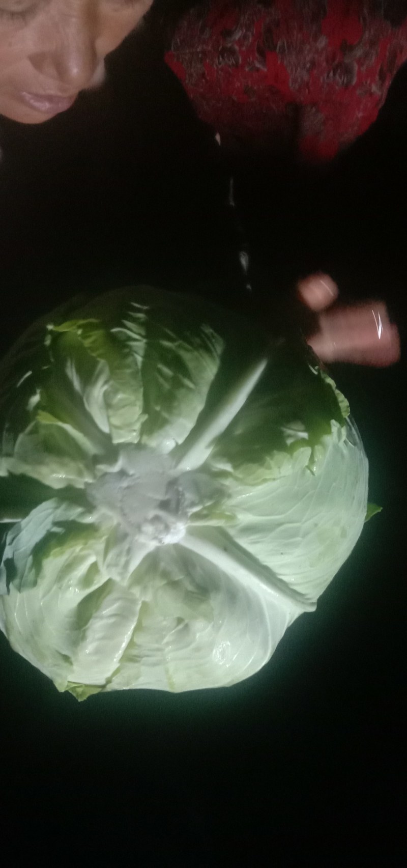 优级京丰一号甘篮大量上市
