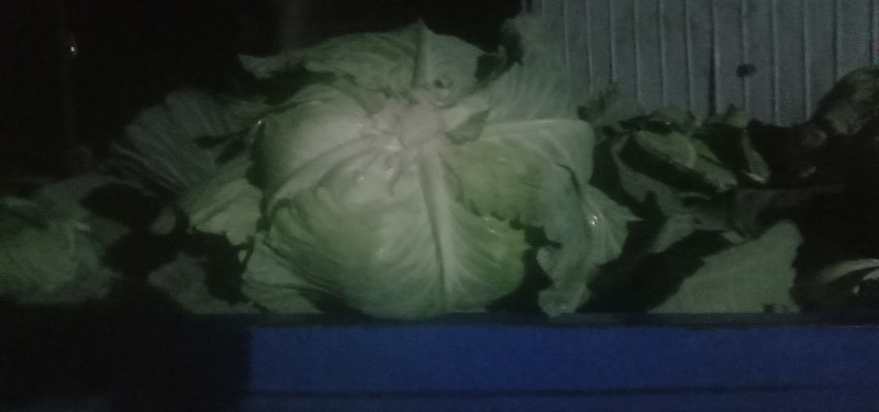 优级京丰一号甘篮大量上市