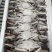 活冻扎蟹，300/400鲜美可口，150/200*白公蟹