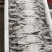 活冻扎蟹，300/400鲜美可口，150/200*白公蟹