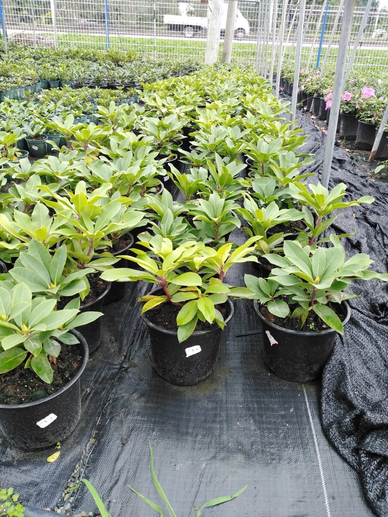 高山杜鹃安库酷杜鹃进口杜鹃一年开四次花的杜鹃