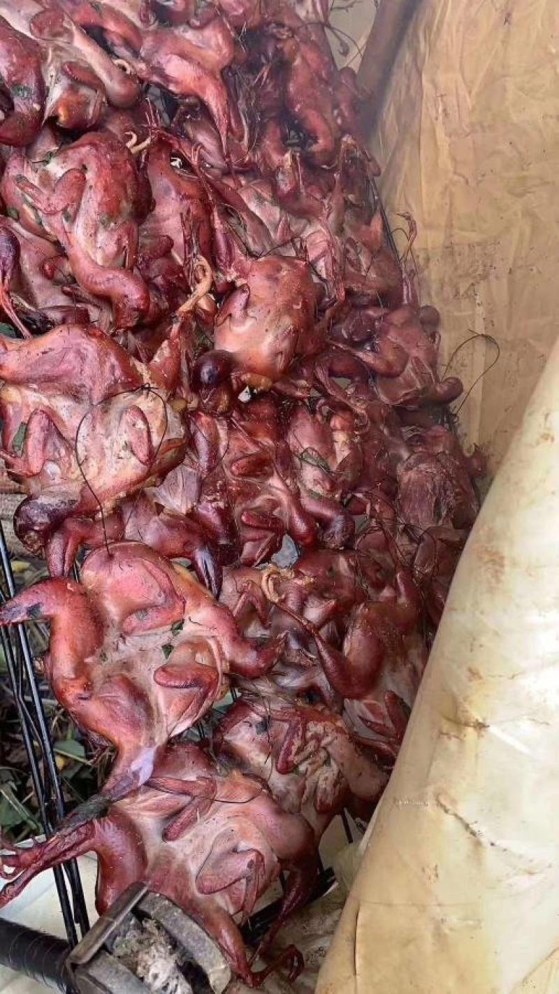 烟熏鹌鹑烟熏鹌鹑，赶紧约起来，单报起走！