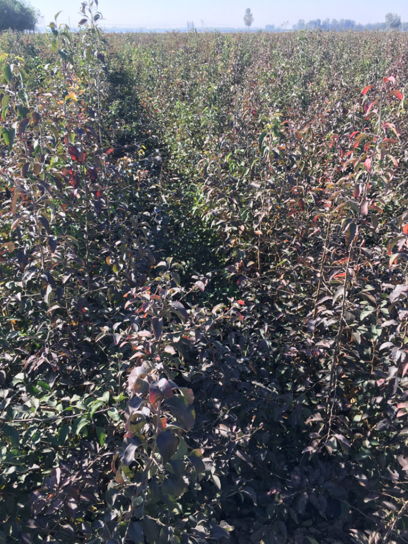 杜梨苗，河北杜梨苗粗度0.8以上大量供应！优质杜梨苗